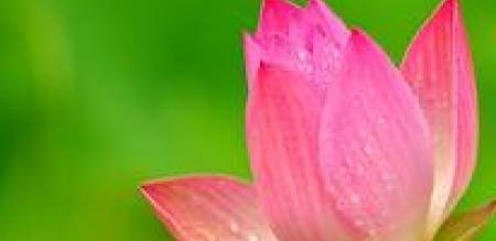 Tìm hiểu về Vi Bằng