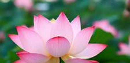 Tống đạt văn bản, Quyết định