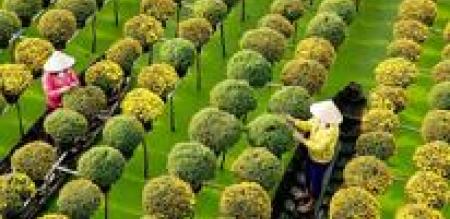 Trực tiếp tổ chức thi hành án