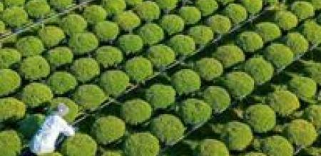 Xác minh điều kiện thi hành án